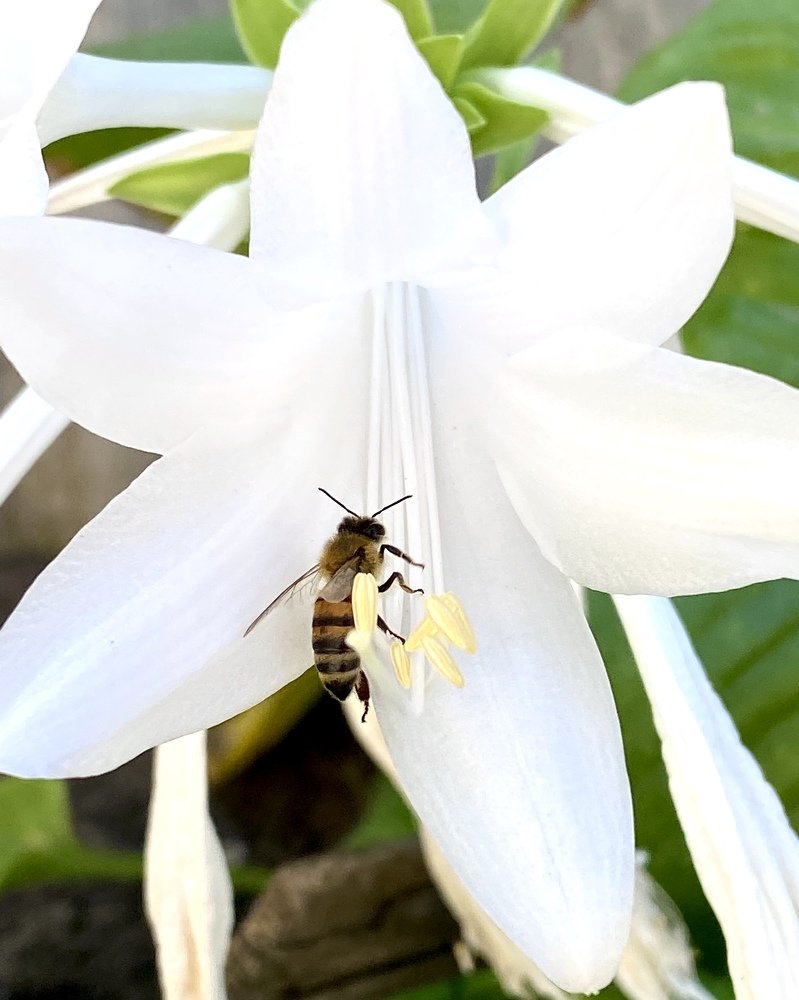 Пчела в работе