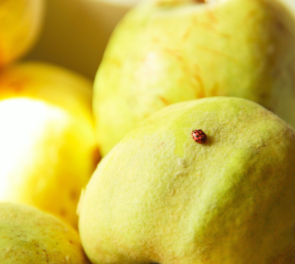 Божья коровка