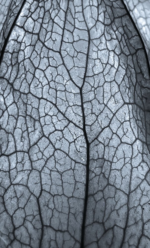 Photograph by Максим Двинин