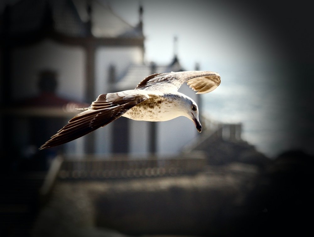 Photograph by Gisela Nunes