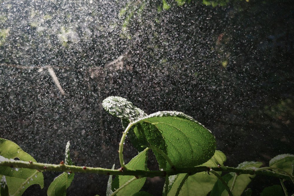 Photograph by Elishaya Muntean