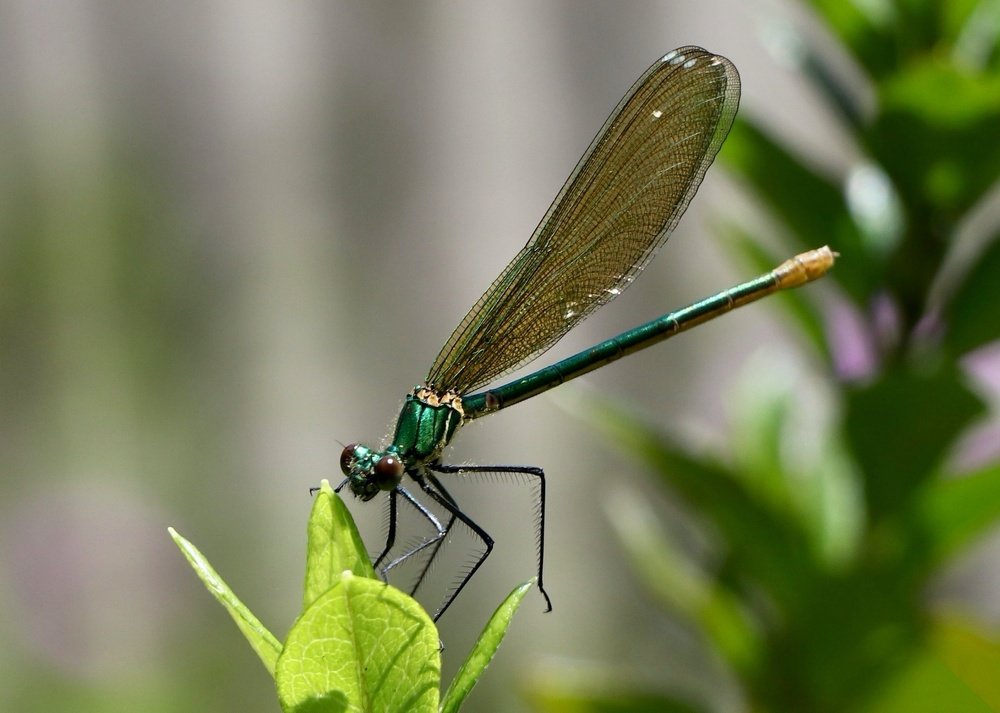 Photograph by Gisela Nunes