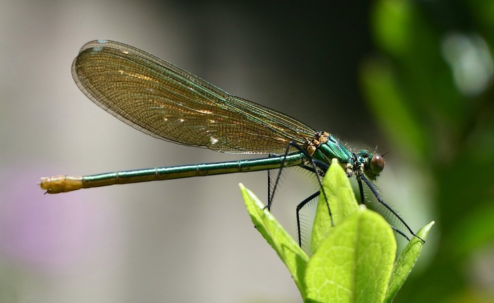 Photograph by Gisela Nunes