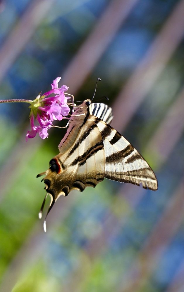 Photograph by Gisela Nunes