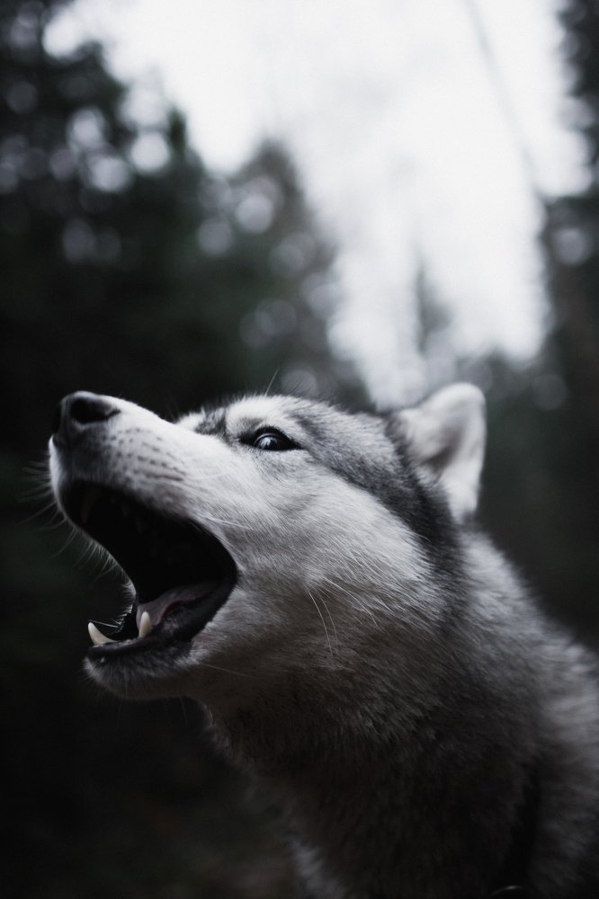 Photograph by Liguanna Anna