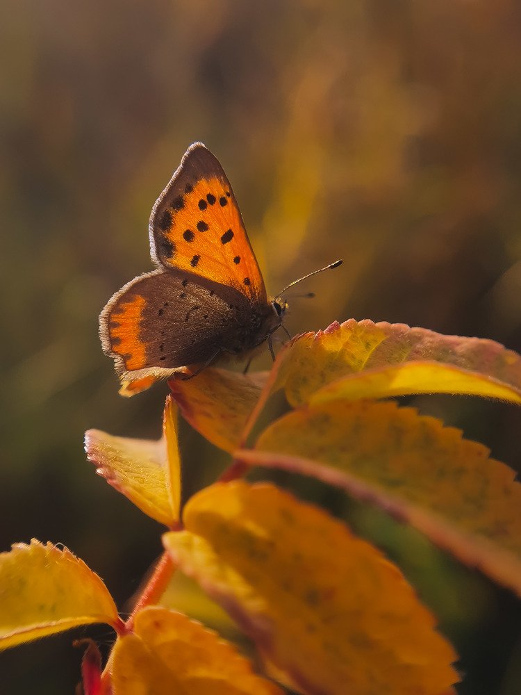 Оранжевое настроение