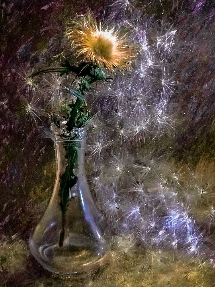 Пушистое облако чертополоха