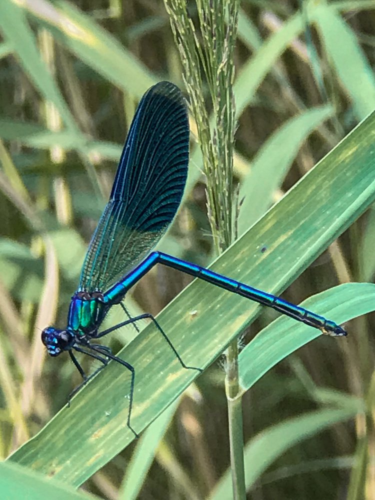 Речная стрекоза