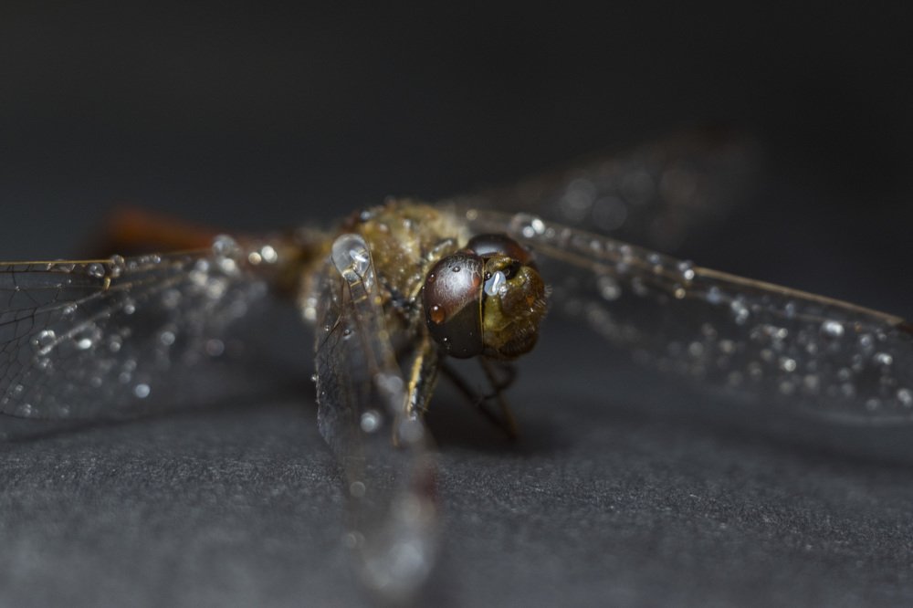 Photograph by Михаил Доргов