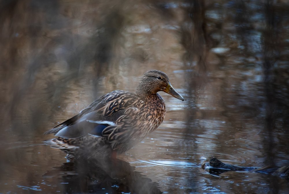 Photograph by Сергей Троицкий