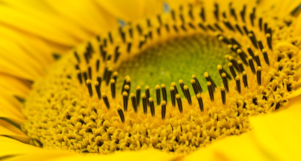 Photograph by Михаил Доргов