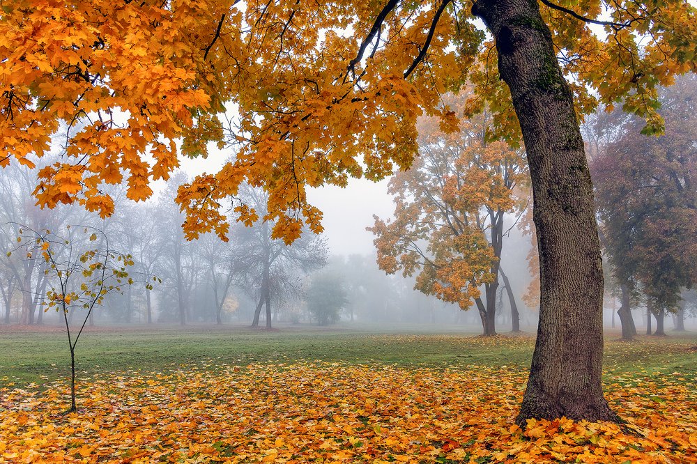 Photograph by Елена Стещенко