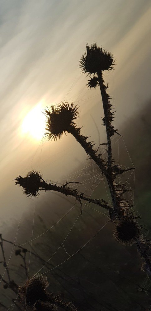 Photograph by Светлана Эленевич