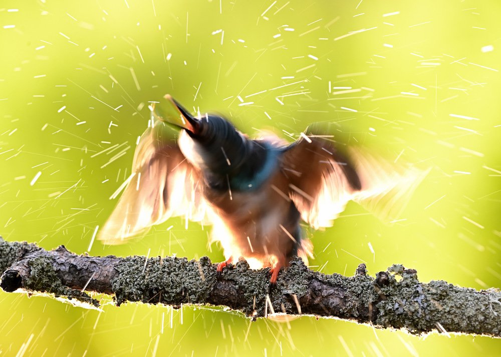 Брызги лета