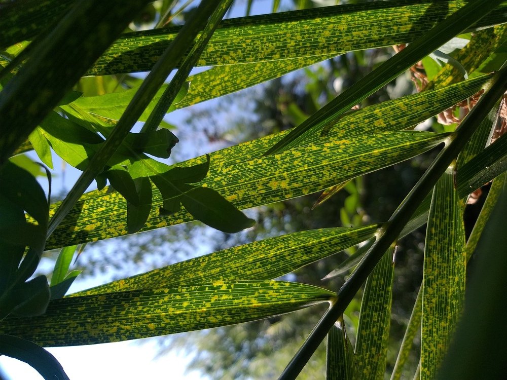 Photograph by Sourav Mahant