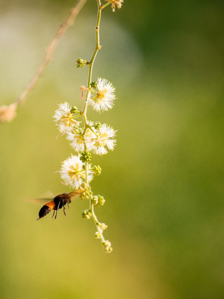 Фотография автора Didik Hermansiah