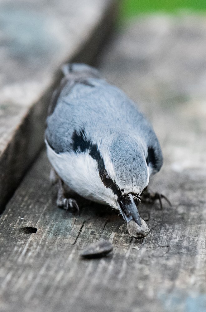 Птицы природного парка "Оленьи Ручьи"