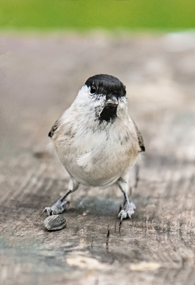 Птицы природного парка "Оленьи Ручьи"