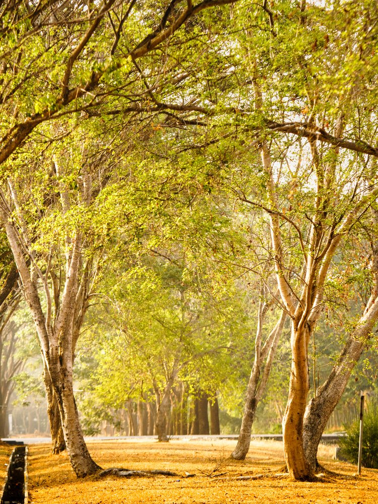 Фотография автора Didik Hermansiah