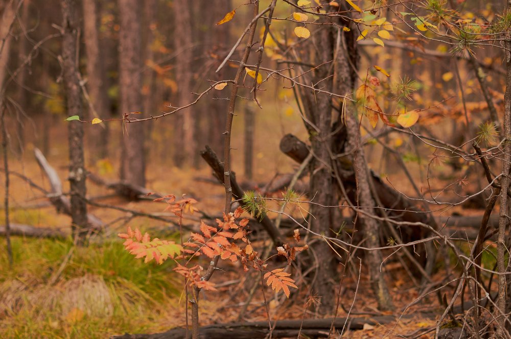 Photograph by Ирина Секачева