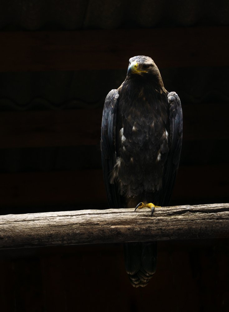Photograph by Анна Майорова