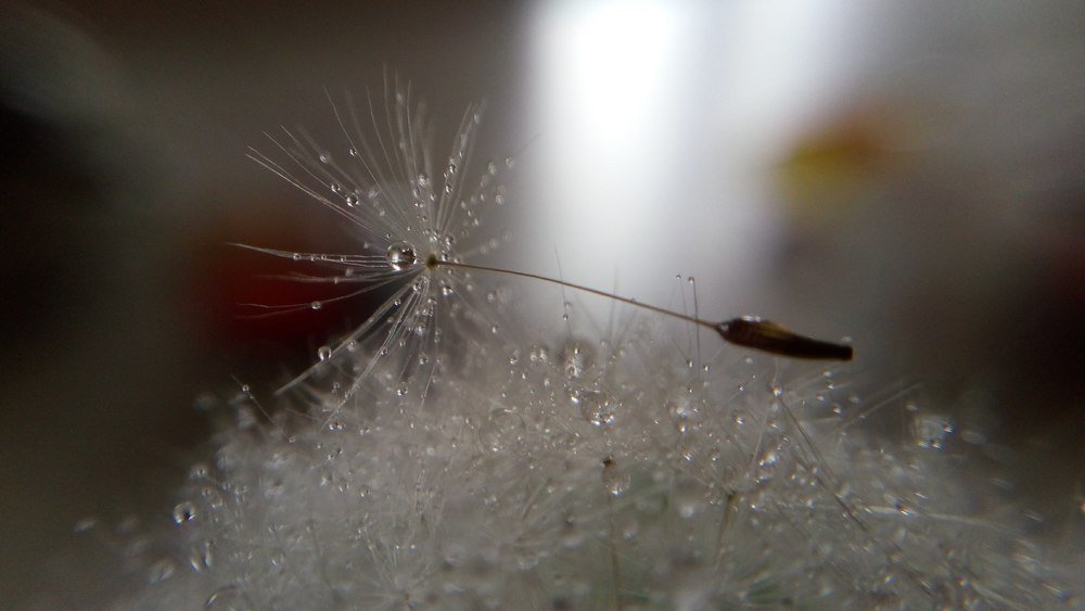 Photo #5128290