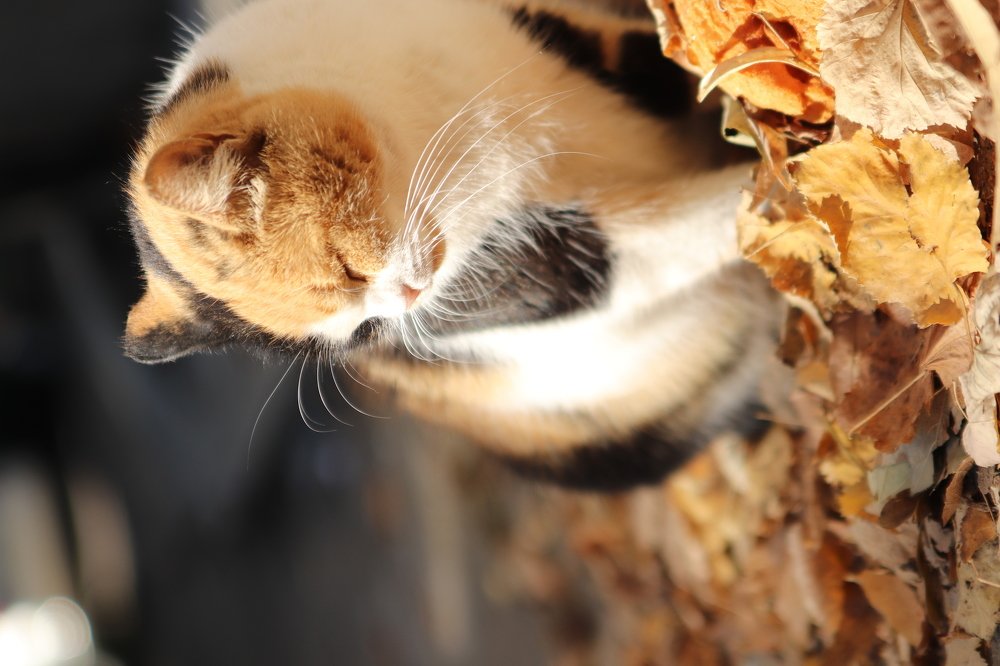 Photograph by Elitza Petkova