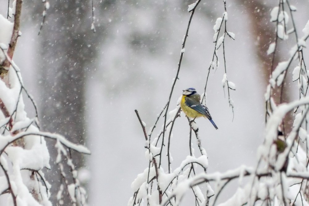 Photograph by Юлия Долгина