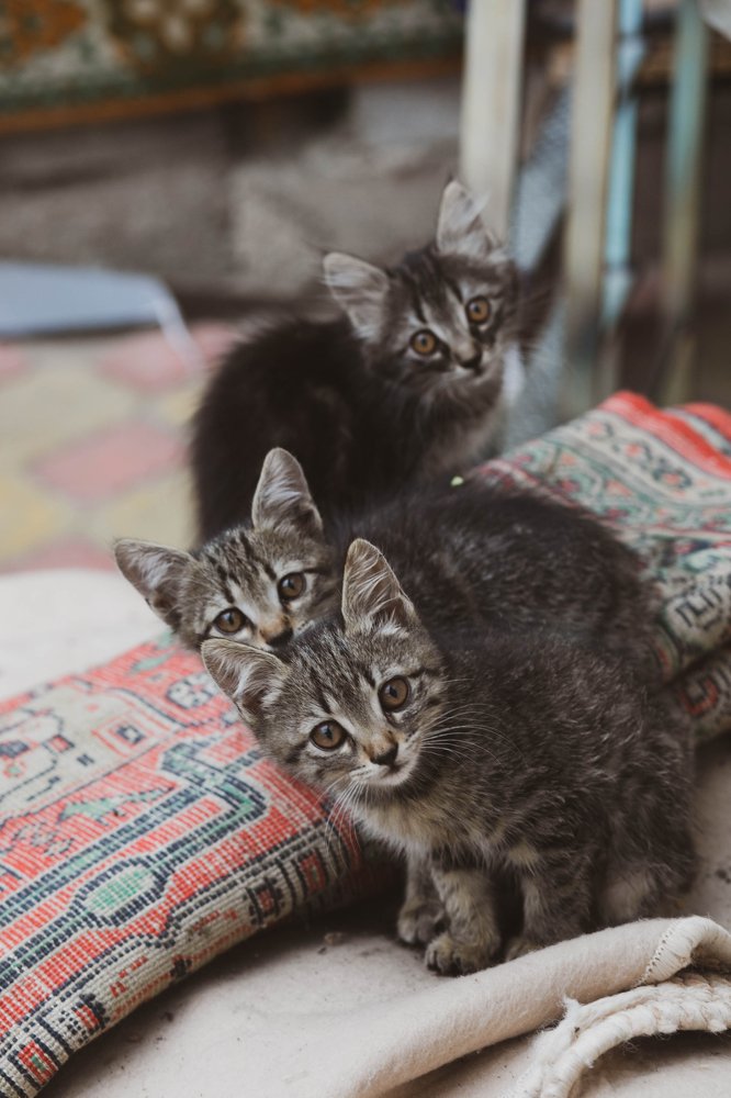 "Ты за мной, Человек?"