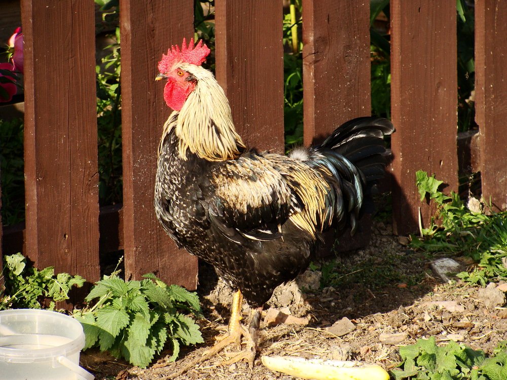 Photograph by olga Diakova