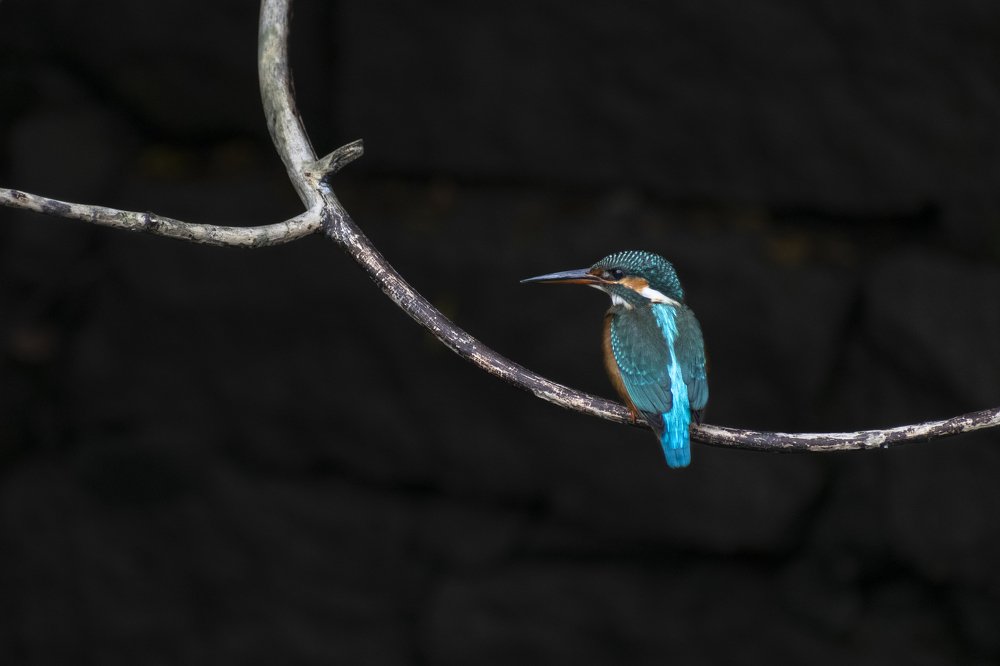 Common Kingfisher