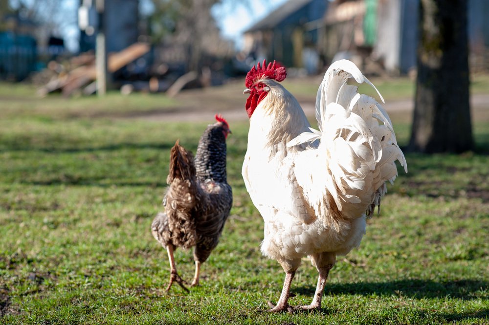 Photograph by Danguolė Svirkienė