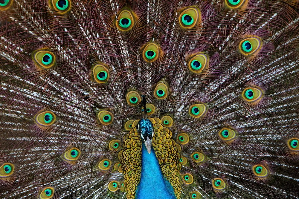 Фотография автора Александр Челмодеев