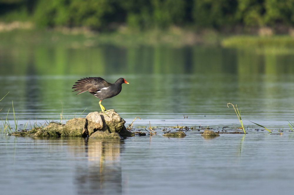 Gallinule