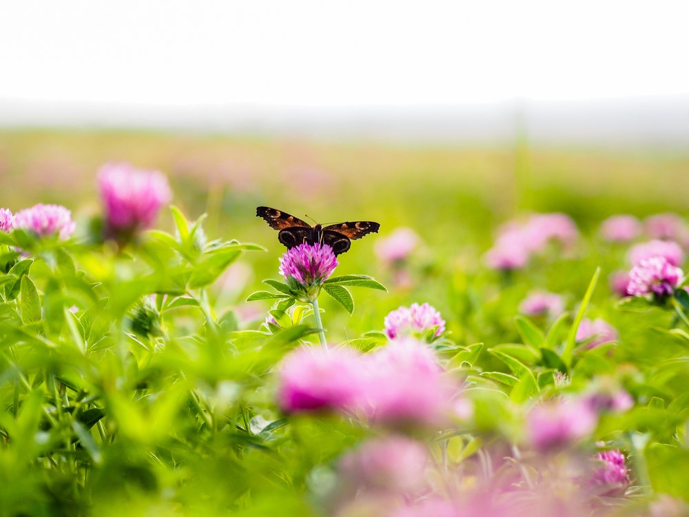 Photograph by Олеся Семенова