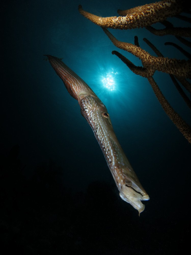 Photograph by Xavi Lopez