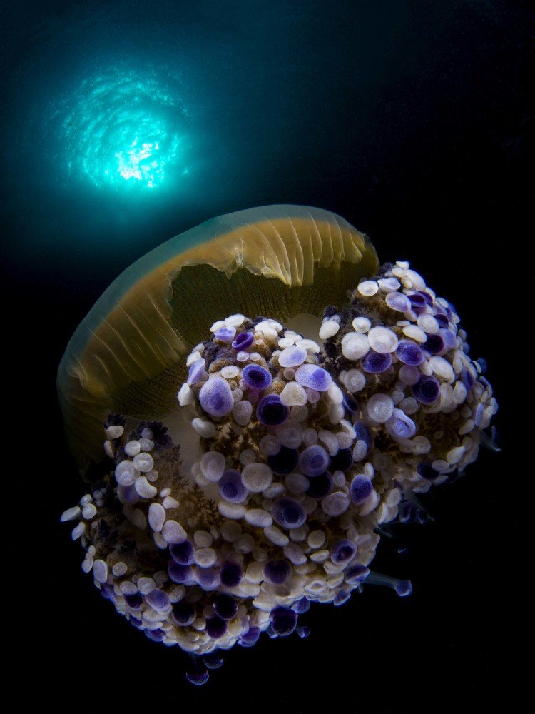 Jellyfish in the sun...