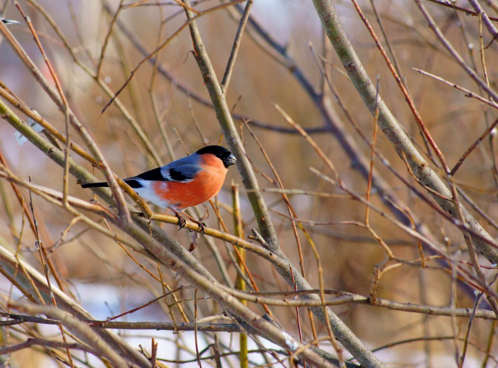 Зимняя птичка