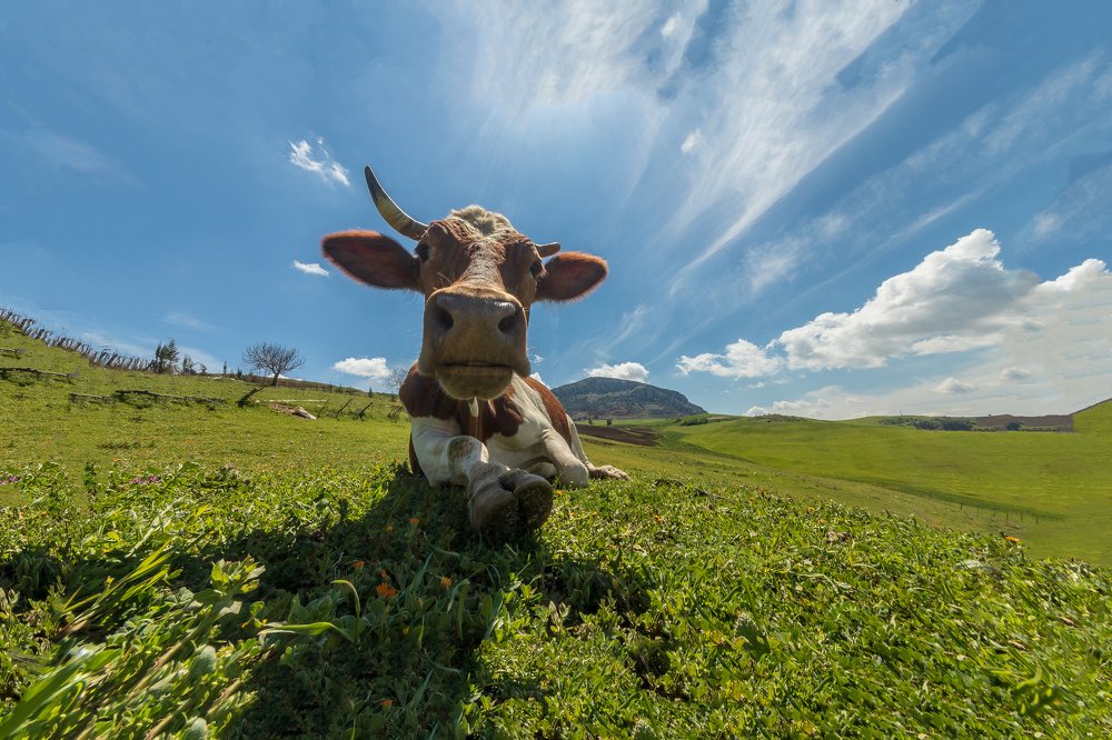 Photograph by Zahr-eddine GUERNICHE