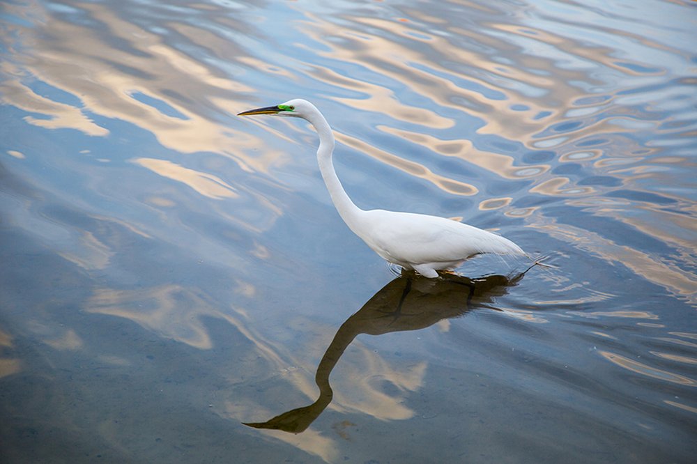 Фотография автора Najla Angawi