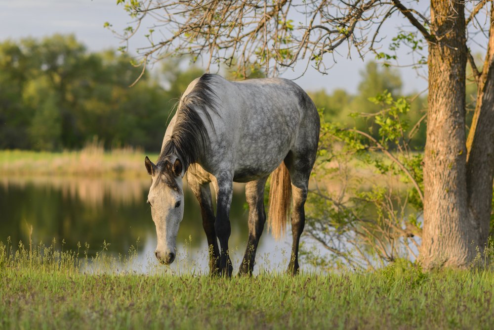 Фотография автора Игорь Баранов