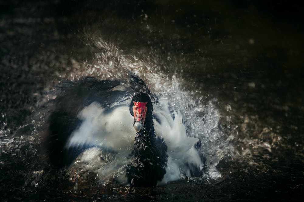 Фотография автора Najla Angawi