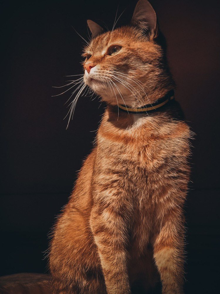 Photograph by Светлана Чорна