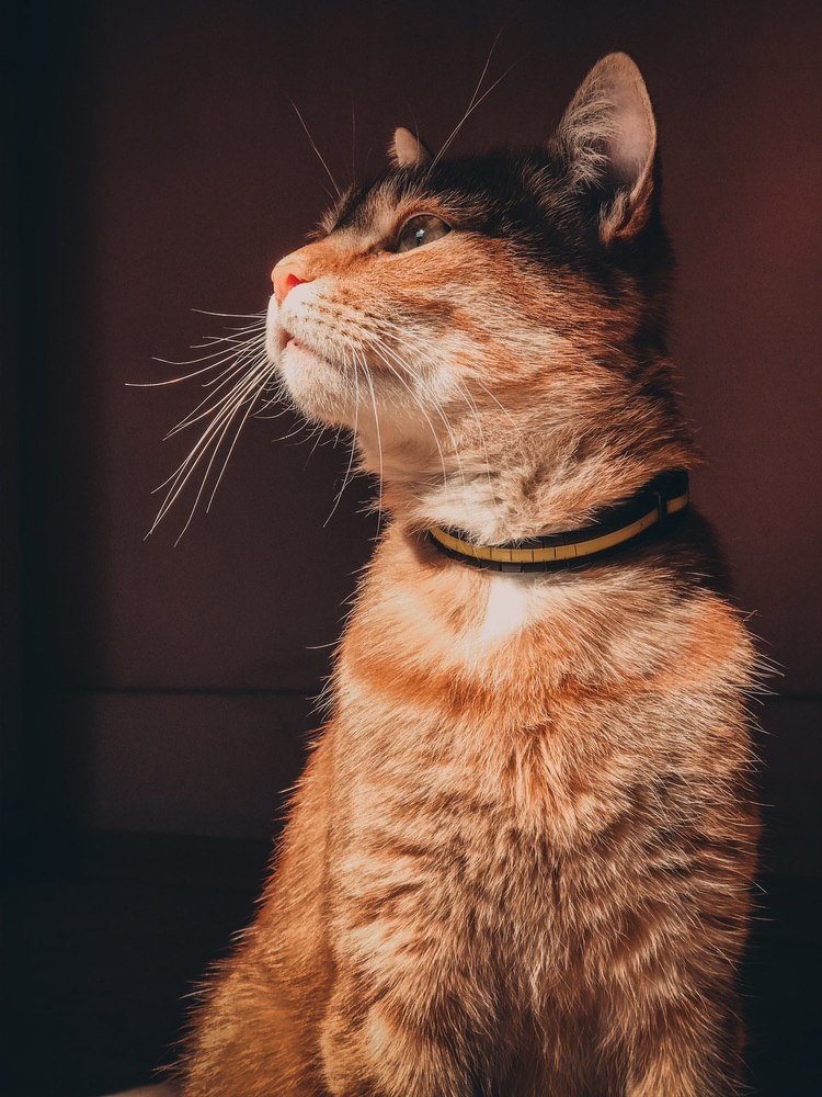 Photograph by Светлана Чорна