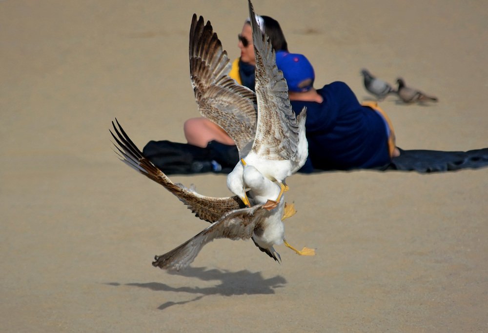 Пляжные разборки