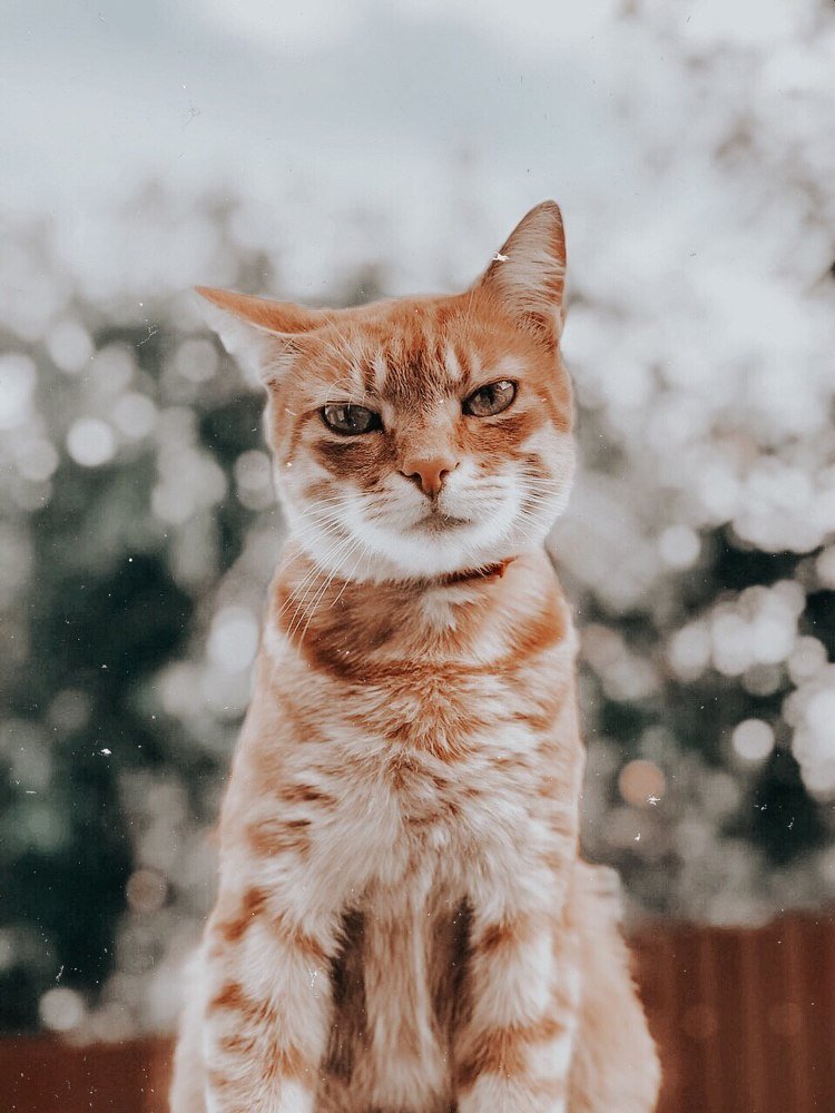 Photograph by Светлана Чорна