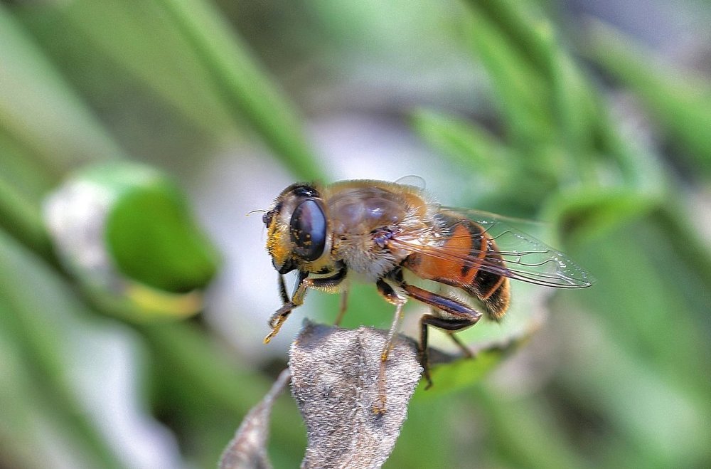 Надо -  надо умываться по утрам