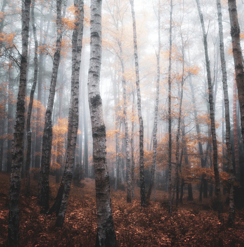 Birch trees in a misty forest