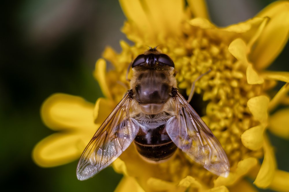 Photograph by Диана Кошелева