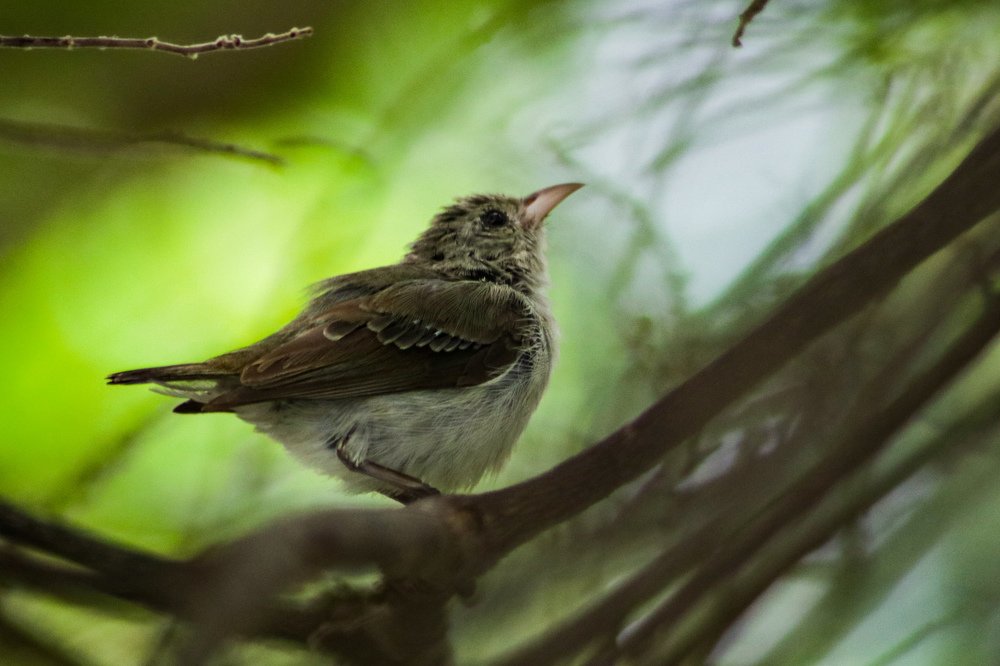 Фотография автора Anantha Rajkumar